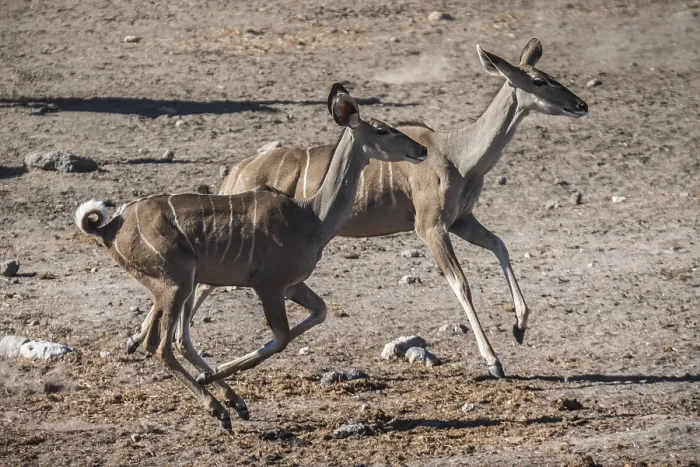 Framed Print : Greater kudu (Tragelaphus strepsiceros)
