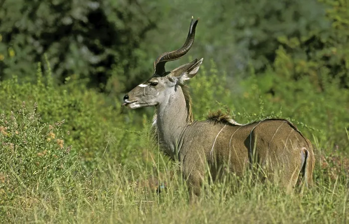 Framed Print : Greater Kudu (tragelaphus strepsiceros)