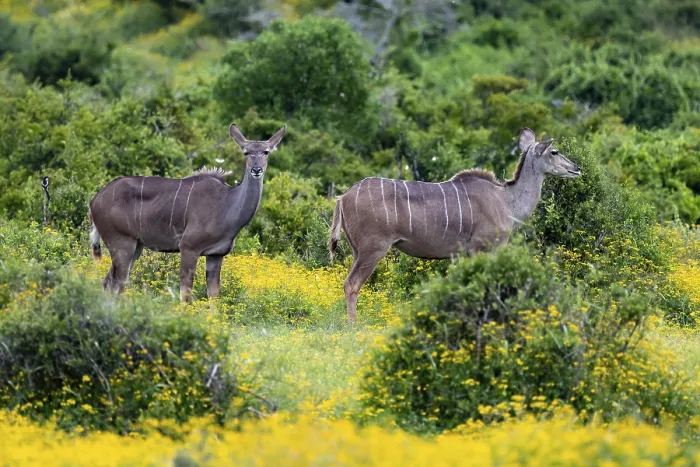 Framed Print : Greater kudu (Tragelaphus strepsiceros)