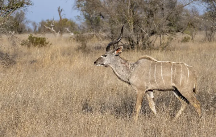 Framed Print : Greater Kudu (Tragelaphus strepsiceros) in dry grass