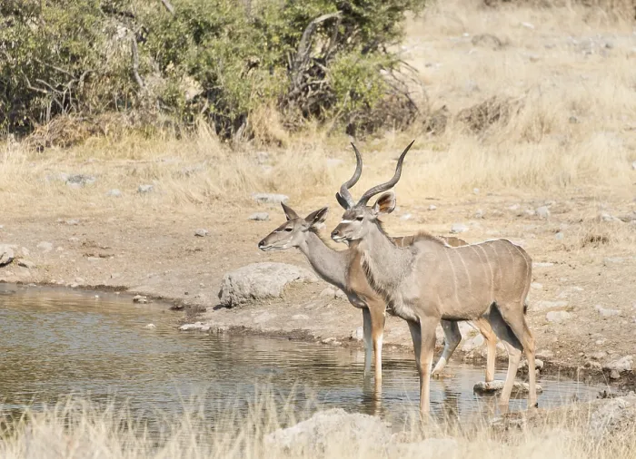 Framed Print : Greater Kudus (Tragelaphus strepsiceros)