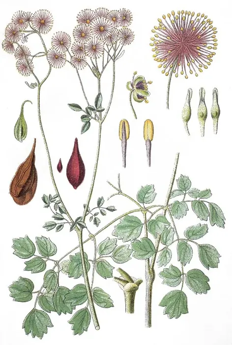 Framed Print : Greater meadow-rue, columbine meadow-rue (Thalictrum aquilegiifolium)
