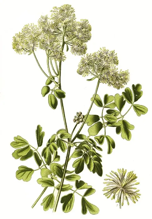 Framed Print : Greater meadow-rue (Thalictrum aquilegiifolium)