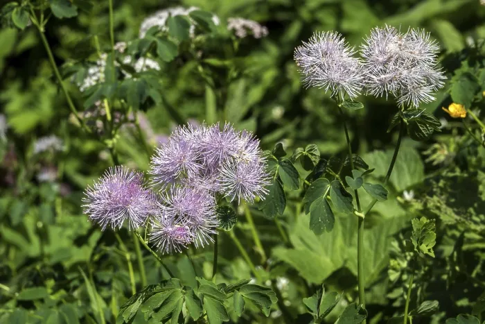 Framed Print : Greater meadow-rue (Thalictrum aquilegiifolium)