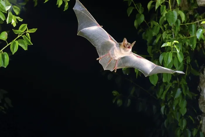 Framed Print : Greater mouse eared bat (Myotis myotis)