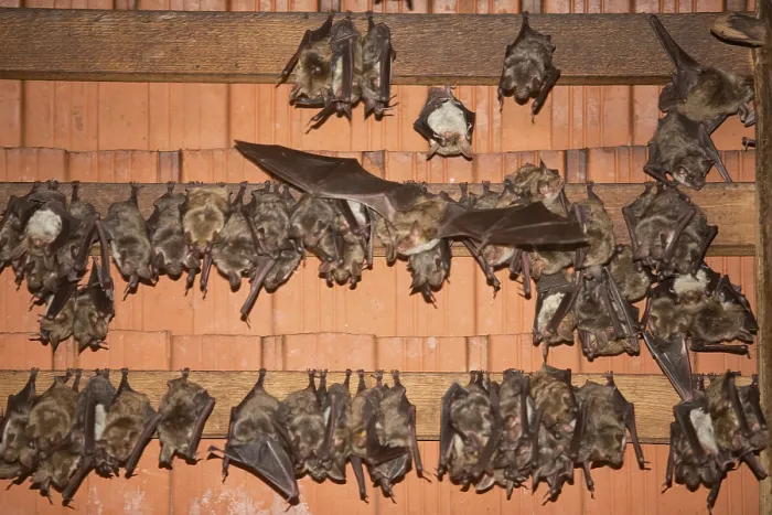 Framed Print : Greater mouse-eared bat (Myotis myotis)