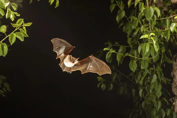Framed Print : Greater mouse-eared bat (Myotis myotis) in Devetashka Pestera cave