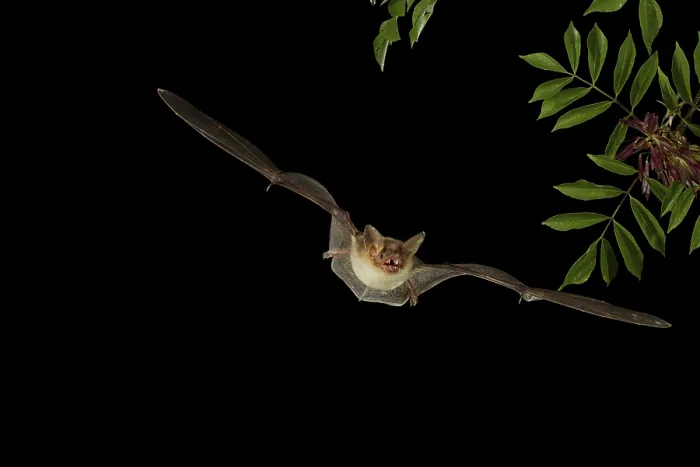Framed Print : Greater Mouse-eared Bat (Myotis myotis) in flight