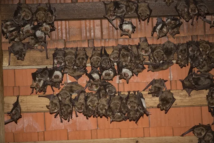 Framed Print : Greater mouse-eared bats (Myotis myotis)