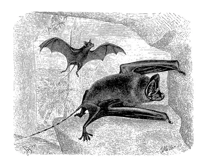 Framed Print : Greater mouse-tailed bat (Rhinopoma) microphyllum