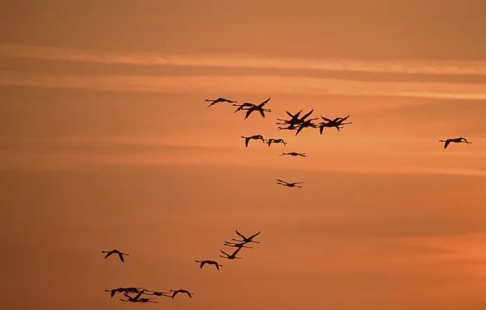 Framed Print : Greater (Phoenicopterus ruber roseus) Flamingos at dusk