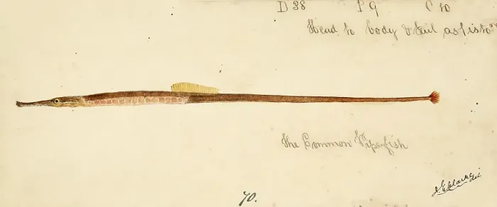 Framed Print : The Greater pipefish, Syngnathus acus, The greater pipefish, fish, reproduction of an original, by Frank Edward Clarke (b. 1849, d. 1899), ichthyologist and scientific draughtsman