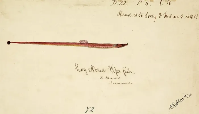 Framed Print : The Greater pipefish, Syngnathus acus, The greater pipefish, fish, reproduction of an original, by Frank Edward Clarke (b. 1849, d. 1899), ichthyologist and scientific draughtsman