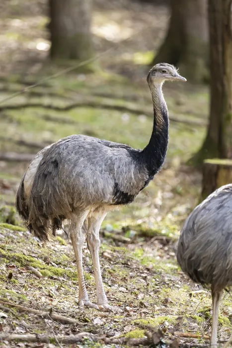 Framed Print : Greater rhea or American rhea (Rhea americana) standing in a forest