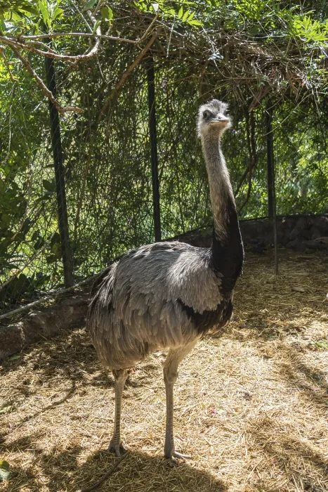 Framed Print : Greater Rhea (Rhea americana), captive