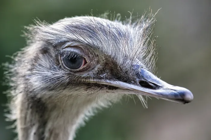 Framed Print : Greater rhea (Rhea americana), close-up Framed Print : Greater rhea (Rhea americana), close-up