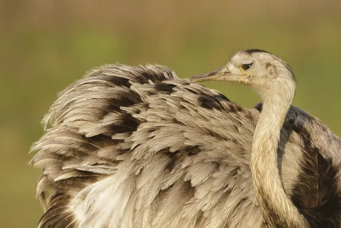Framed Print : Greater Rhea (Rhea americana), Corrientes