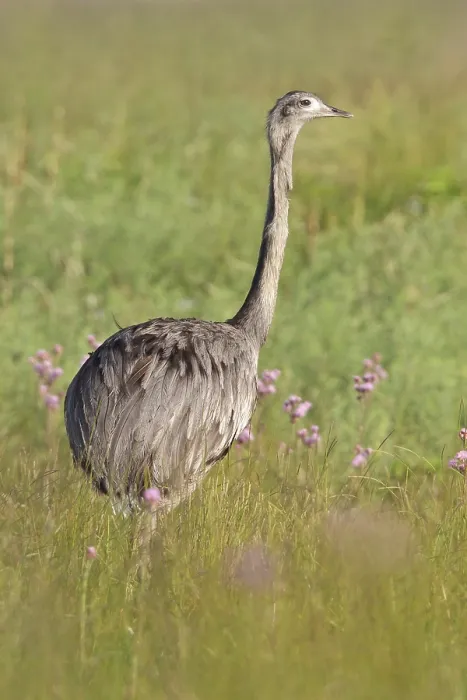 Framed Print : Greater Rhea (Rhea americana) perched on the ground in Bolivia Framed Print : Greater Rhea (Rhea americana) perched on the ground in Bolivia