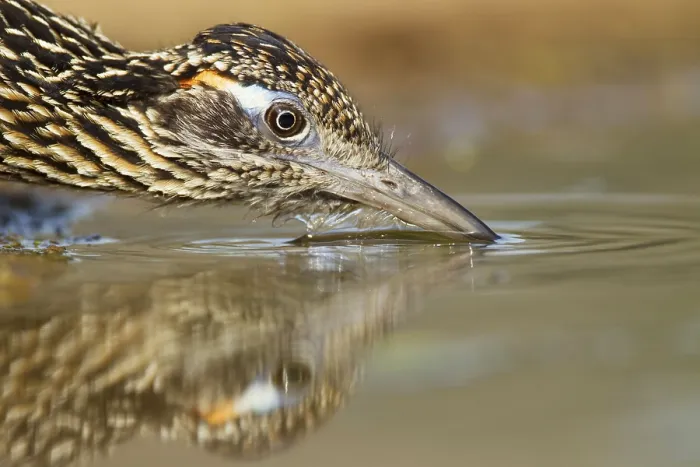Framed Print : Greater Roadrunner (Geococcyx californianus) adult Framed Print : Greater Roadrunner (Geococcyx californianus) adult
