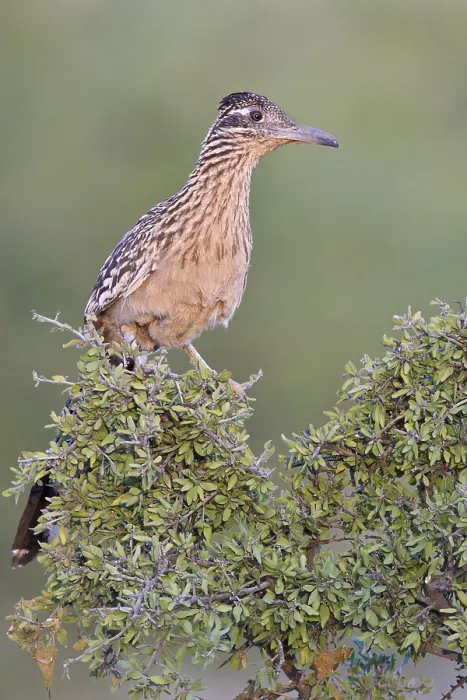 Framed Print : Greater Roadrunner (Geococcyx californianus) perched on a branch in southern Arizona