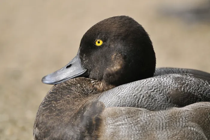 Framed Print : Greater Scaup (Aythya marila), drake