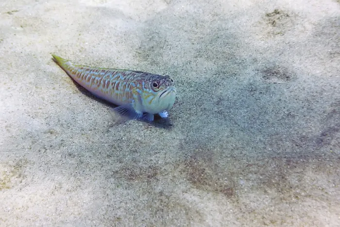 Framed Print : Greater weever on sandy sea floor (Trachinus draco)