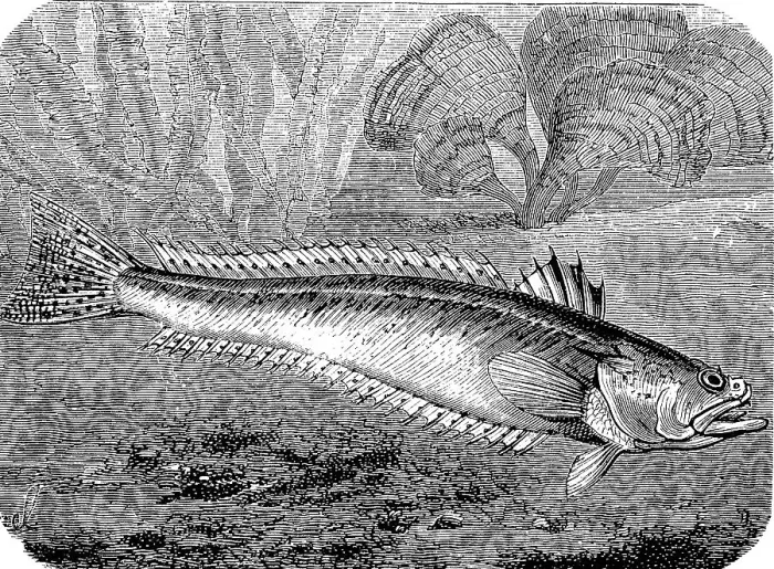 Framed Print : Greater weever (Trachinus draco)