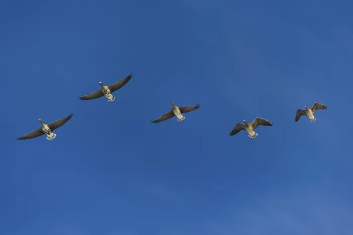 Framed Print : Greater white-fronted geese (Anser albifrons)