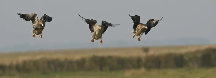 Framed Print : Greater white-fronted geese (Anser albifrons)