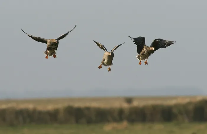 Framed Print : Greater white-fronted geese (Anser albifrons)