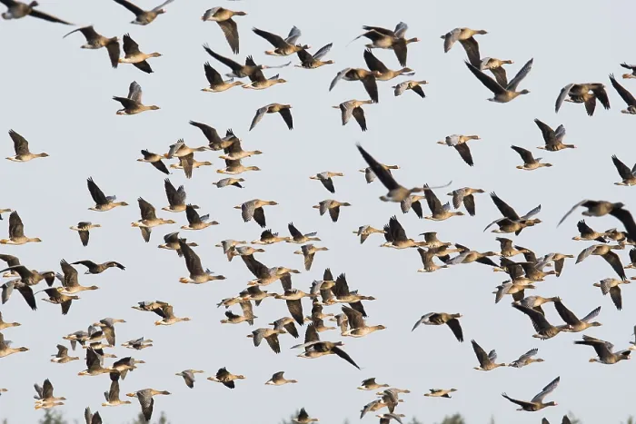 Framed Print : Greater white-fronted geese (Anser albifrons) and bean geese (Anser fabalis)