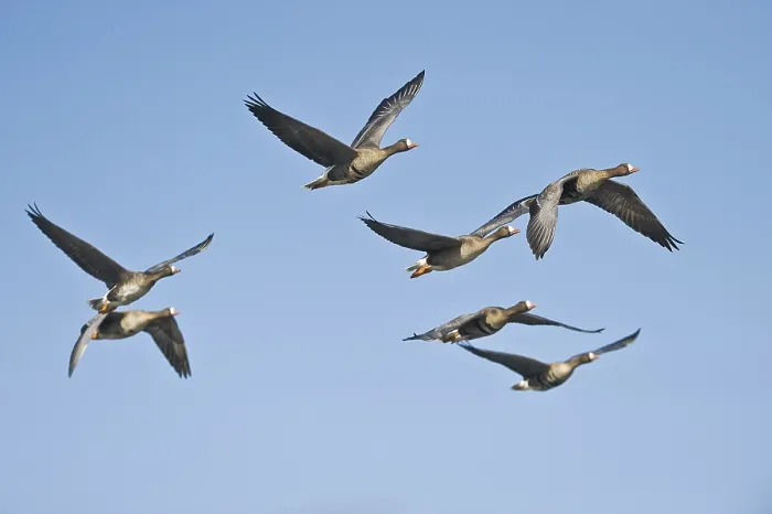 Framed Print : Greater white-fronted geese (Anser albifrons) in flight Framed Print : Greater white-fronted geese (Anser albifrons) in flight