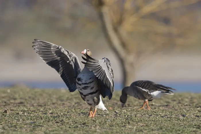 Framed Print : Greater white-fronted goose (Anser albifrons)