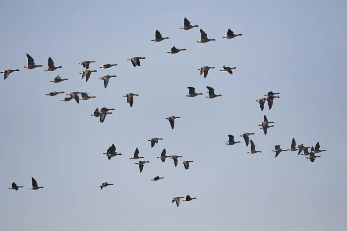 Framed Print : Greater white-fronted goose (Anser albifrons)