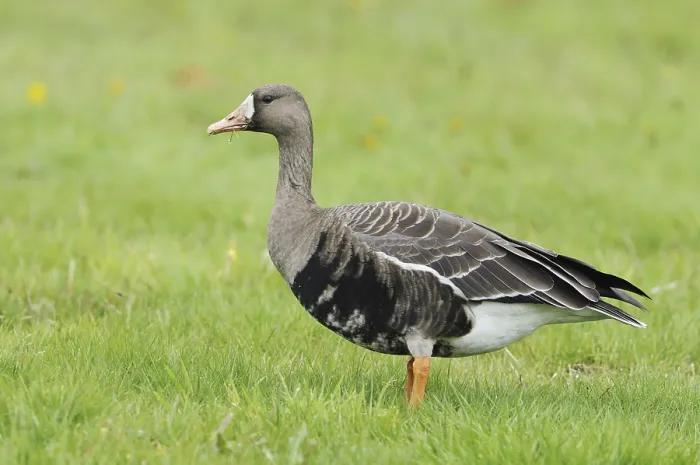 Framed Print : Greater White-fronted Goose (Anser albifrons)