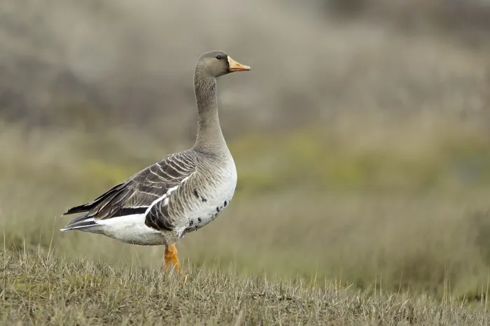 Framed Print : Greater White-fronted Goose (Anser albifrons)