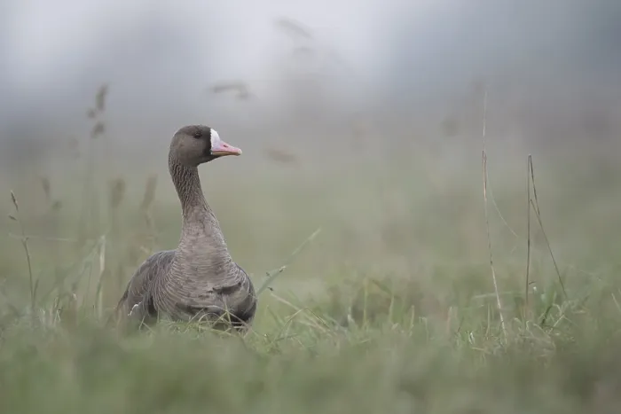 Framed Print : Greater White-fronted Goose (Anser albifrons)
