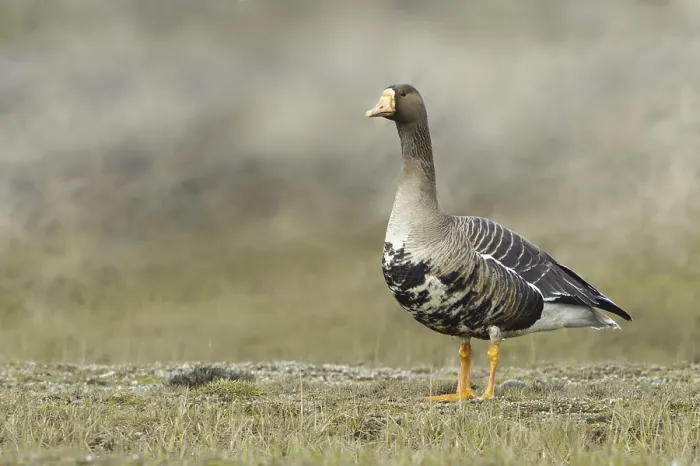 Framed Print : Greater White-fronted Goose (Anser albifrons)