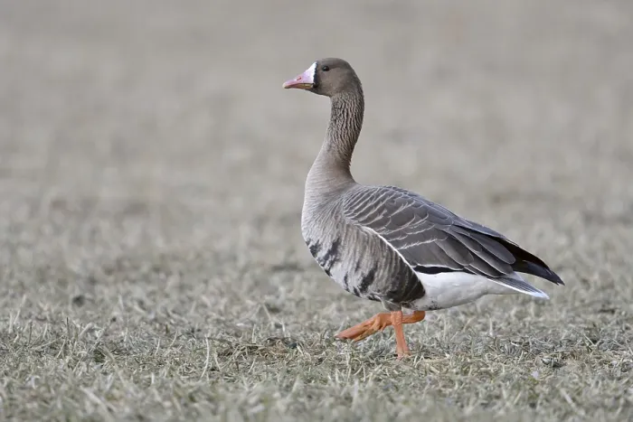 Framed Print : Greater White-fronted Goose (Anser albifrons) on field