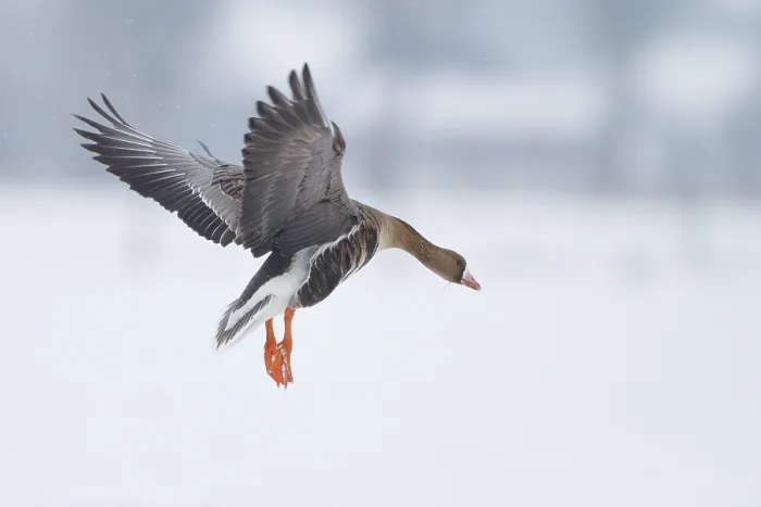 Framed Print : Greater White-fronted Goose (Anser albifrons) flying