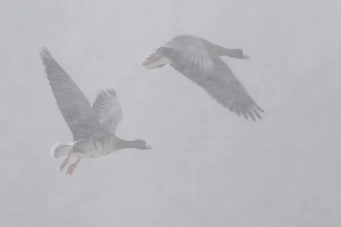 Framed Print : Greater White-fronted Goose (Anser albifrons) flying in blowing snow