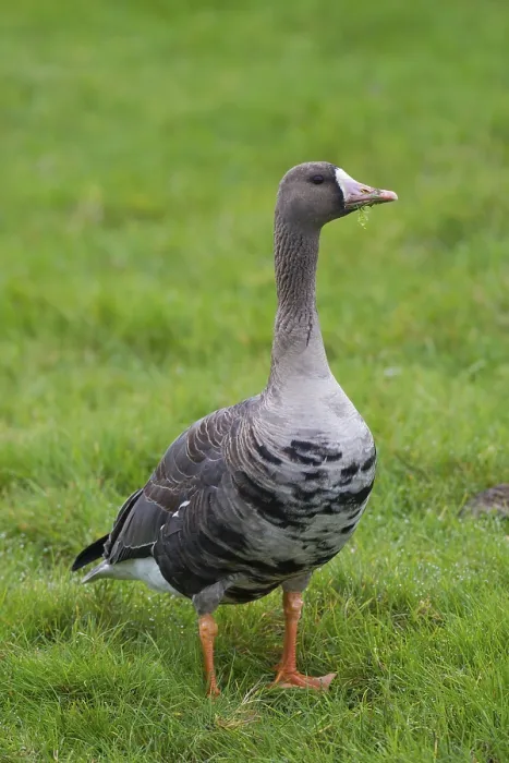 Framed Print : Greater white-fronted goose (Anser albifrons) foraging in the grasslands in autumn
