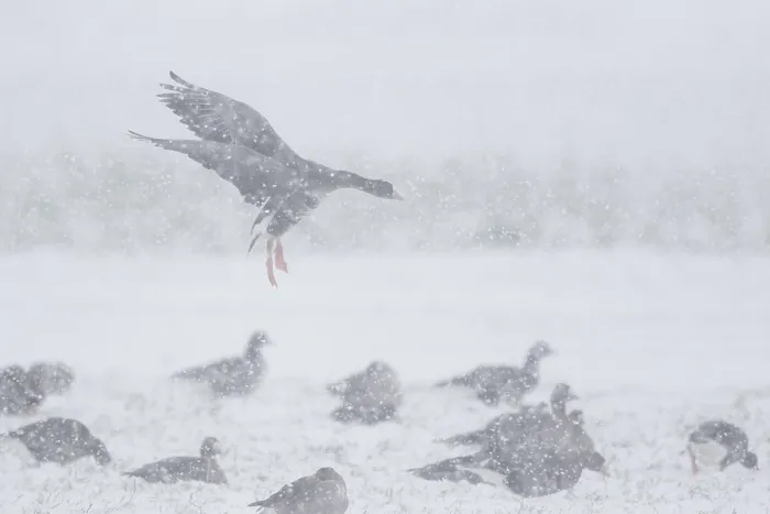 Framed Print : Greater White-fronted Goose (Anser albifrons) landing in blowing snow