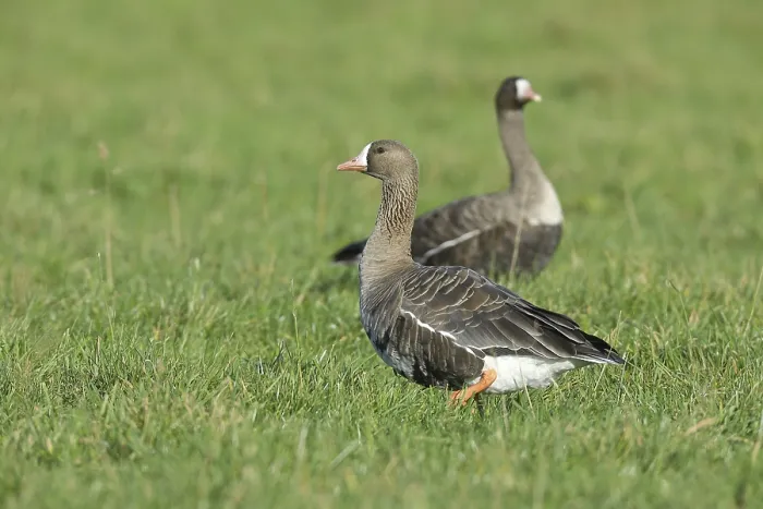 Framed Print : Greater white-fronted goose (Anser albifrons) Male standing in a meadow with female in the background