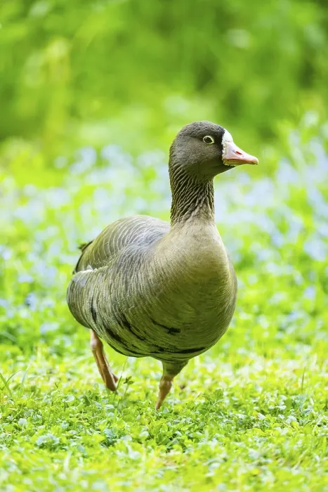 Framed Print : Greater white-fronted goose (Anser albifrons) standing on a meadow