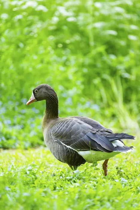 Framed Print : Greater white-fronted goose (Anser albifrons) standing on a meadow