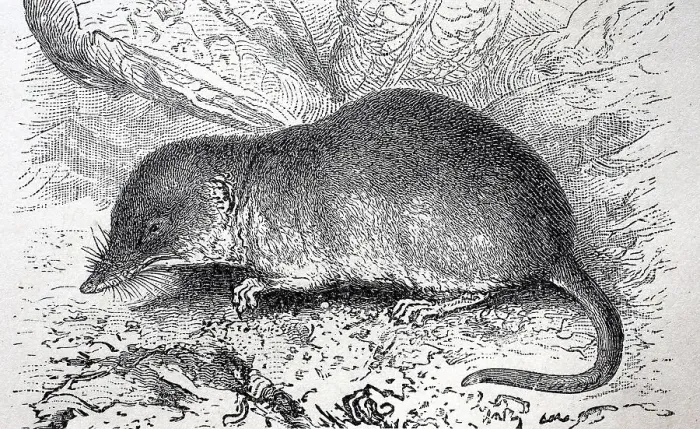 Framed Print : Greater white-toothed shrew (Crocidura russula) Framed Print : Greater white-toothed shrew (Crocidura russula)