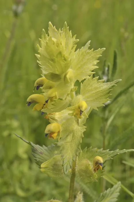 Framed Print : Greater Yellow Rattle (Rhinanthus alectorolophus)