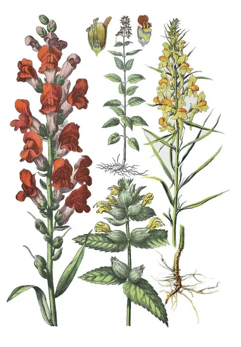 Framed Print : Greater yellow-rattle (Rhinanthus angustifolius) Framed Print : Greater yellow-rattle (Rhinanthus angustifolius)
