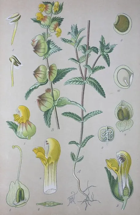 Framed Print : Greater Yellow-rattle (Rhinanthus angustifolius) Framed Print : Greater Yellow-rattle (Rhinanthus angustifolius)